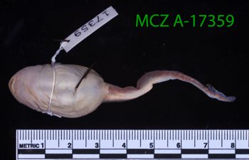 Media type: image;   Herpetology A-17359 Description: Specimen photo;  Aspect: whole body ventral